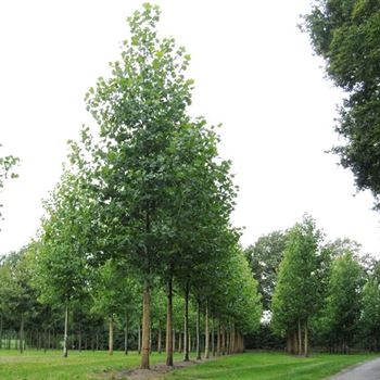 PAC_Sol_baum_5xv_200-300x45-50x700-900_R_ROTB_2_07_09_10_35437.jpg
