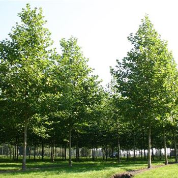 PAC_Sol_baum_6xv_300-400x40-45x700-900_R_HE496-497_22_09_05_4167.jpg