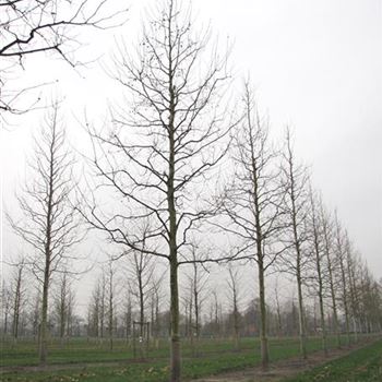 PAC_Sol_baum_6xv_300-400x45-50x700-900_R-522_23_01_14_jh_40438.jpg