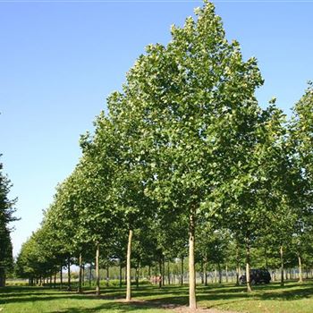 PAC_Sol_baum_6xv_300-400x50-60x700-900_R_HE496_11_10_05_4806.jpg