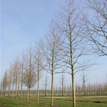 PAC_Sol_baum_6xv_300-400x50-60x700-900_R_WE558-59_15_03_07_16628.jpg