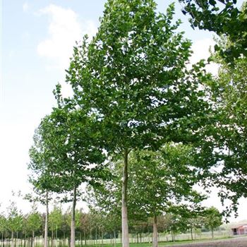 PAC_Sol_baum_6xv_300-400x60-70x700-900_STH450_R_HE500_15_09_04_7747.jpg