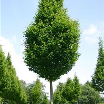 CBFA_Sol_baum_6xv_100-150x30-35x500-700_R_MA376_06_06_05_1426.jpg