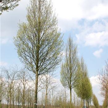 CBFA_Sol_baum_6xv_100-150x35-40x500-700_R_WE560_02_05_06_11277.jpg
