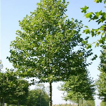 PAC_Sol_baum_6xv_400x50-60x700-900_R_HE496_11_10_05_4810.jpg