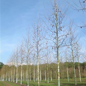 PAC_Sol_baum_5xv_200-300x30-35x500-700_2_R_KA538_30_03_10_34432.jpg