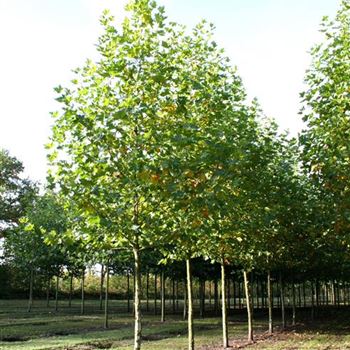 PAC_Sol_baum_5xv_200-300x30-35x500-700_STH200-250_R_ROTB405-06_27_10_06_14197.jpg