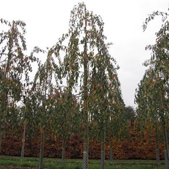 PSKSZA_Sol_baum_5xv_150-200x25-30a_R-1050_19_11_14_jh_40606.jpg
