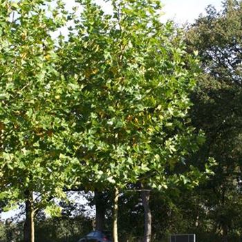 PAC_Sol_baum_5xv_200-300x30-35x500-700_STH200-250_R_ROTB405-06_2_27_10_06_14195.jpg
