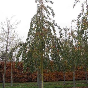 PSKSZA_Sol_baum_5xv_150-200x25-30_R-1050_19_11_14_jh_40605.jpg