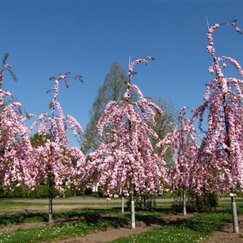 PSKSZA_Sol_baum_4xv_150-200x25-30_R-1135_18_04_11_ahl_36447.JPG