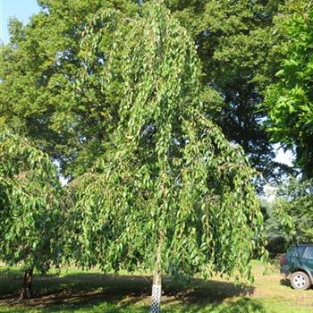 PSKSZA_Sol_baum_5xv_200-300x35-40_R-311_18_09_14_jh_40607.jpg