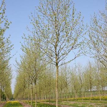 PAC_Sol_baum_5xv_200-300x35-40x500-700_R_HE506_09_05_06_11425.jpg