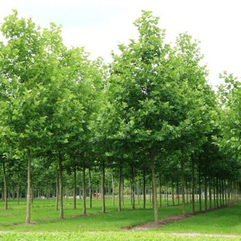 PAC_Sol_baum_5xv_200-300x35-40x500-700_R_HE506_2_18_07_07_19110.jpg