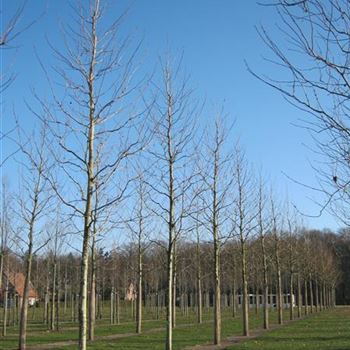 PAC_Sol_baum_5xv_200-300x35-40x700-900_R-900_22_02_11_ahl_36239.JPG