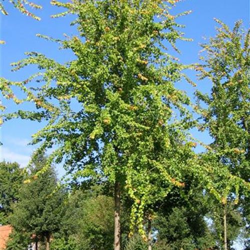 Acer buergerianum
