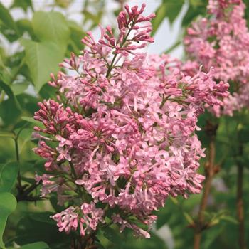 Syringa_x hyacinthifol_3946.tif