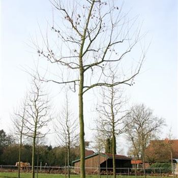 AGI_Sol_baum_4xv_-150x25-30x400-500_R_NA367_2_17_02_07_16026.jpg