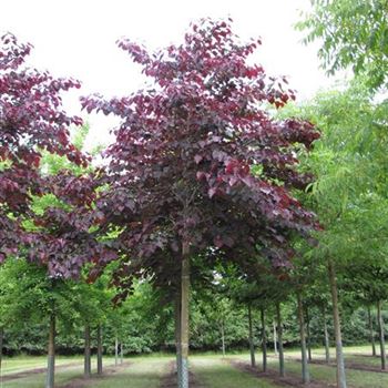 CCFPA_Sol_baum_5xv_100-150x20-25a_R-314_01_07_14_jh_40051.jpg