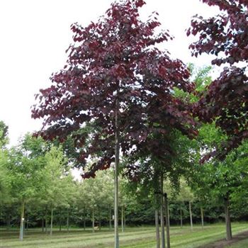 CCFPA_Sol_baum_5xv_100-150x20-25_R-314_01_07_14_jh_40050.jpg