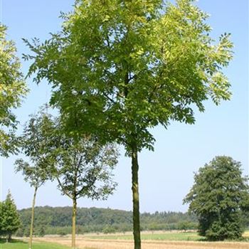 FEJA_Sol_baum_4xv_150-200x25-30x400-500_G_WI372_08_09_05_3835.jpg