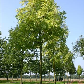 FEJA_Sol_baum_4xv_150-200x25-30x400-500_G_WI372_2_08_09_05_3834.jpg