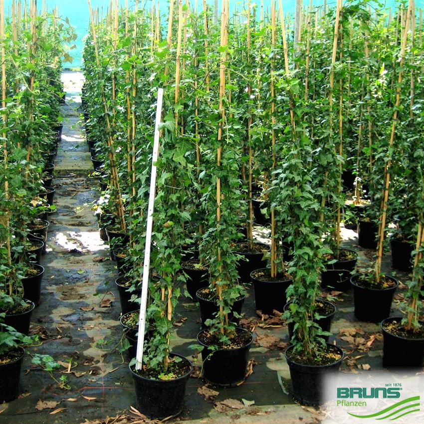 weibunter efeu Weibunter Efeu 'White Ripple' (Fertighecke) kaufen | Hedera helix 'White  Ripple'