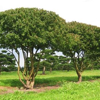 CMA_Schirmform_7xv_300_400x350_400_O_780_08_09_08_jh_24987.jpg