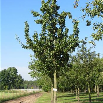 BIRGBU_Sol_baum_5xv_150-200x30-35_O-187_14_07_14_jh_39961.jpg