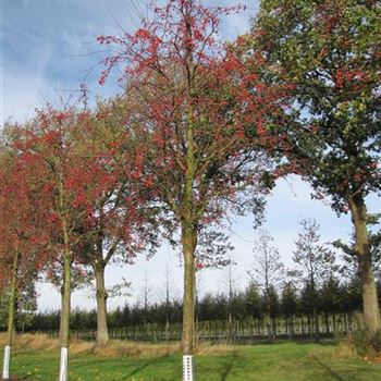 MRSP_Sol_baum_6xv_200-300x35-40a_R-142_15_01_14_jh_39339.jpg