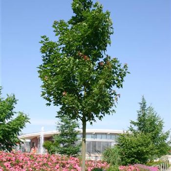 APEU_Solitaerbaum_Landschaft_Park_der_Gaerten_Rostrup_10_07_05_2394.jpg