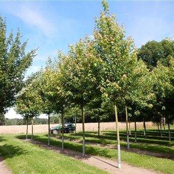 AFABL_Sol_Baum_5xv_200-300x25-30x500-700_R-87_06_08_15_kd_39579.JPG