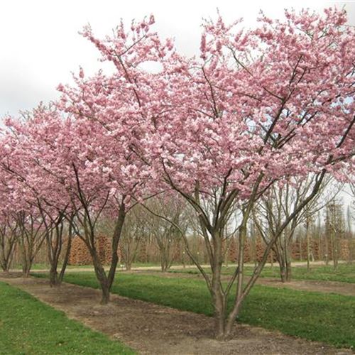 Prunus 'Accolade'