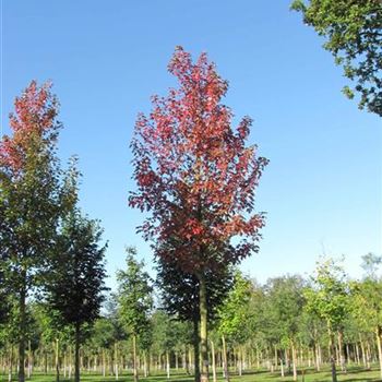 AFABL_Sol_baum_5xv_200-300x30-35x500-700a_R-331_09_10_12_jh_37739.jpg