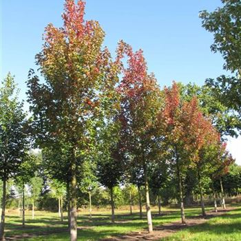 AFABL_Sol_baum_5xv_200-300x30-35x500-700_R-331_09_10_12_jh_37738.jpg