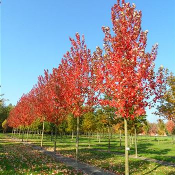 AFABL_Sol_baum_5xv_200-300x30-35-40x500-700_R-1054_24_10_11_ahl_1_36961.JPG
