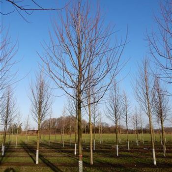 AFABL_Sol_Baum_5xv_200-300x35-40x500-700_R-511_28_01_16_wr_41928.JPG