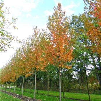 AFABL_Sol_baum_5xv_200-300x35-40x500-600_R-10_18_10_11_ahl_36962.JPG