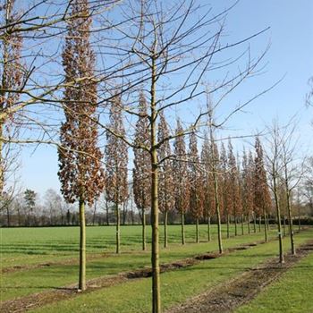 ANAN_Sol_baum_5xv_200-300x30-35x500-700_R_SCHR1043_3_12_03_07_16450.jpg