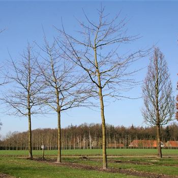 ANAN_Sol_baum_5xv_200-300x30-35x500-700_R_SCHR1043_2_12_03_07_16449.jpg