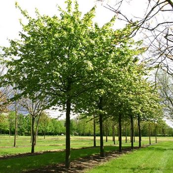 ANAN_Sol_baum_5xv_300x45-50x500-700_R_J_HE372_09_04_05_475.jpg