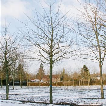 ANAN_Sol_baum_5xv_STU45-50_STH200_Kr_br300_Ges_hoe500-700_R_J_HE372_11_03_06_9223.jpg