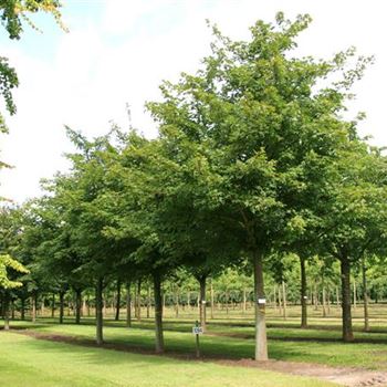 ANAN_Sol_baum_5xv_-400x50-60x500-700_R_GE-HM1094_17_08_07_19510.jpg
