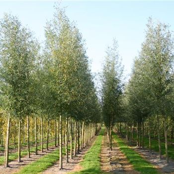 SAL_Sol_baum_4xv_200-300x30-35x500-700_G_NEU1050_2_13_10_05_5234.jpg