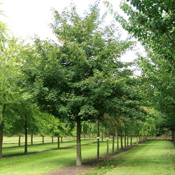 ANAN_Sol_baum_6xv_-400x60-70x700-900_R_GE-HM1094_17_08_07_19512.jpg