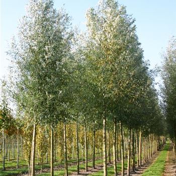 SAL_Sol_baum_4xv_200-300x30-35x500-700_G_NEU1050_13_10_05_5235.jpg