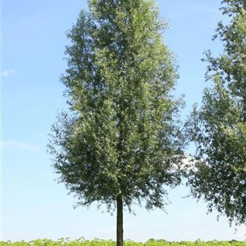 SAL_Sol_baum_5xv_300-400x60-70x700-900_G_ESCH844_2_01_08_07_19208.jpg