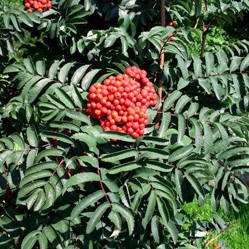 Sorbus aucuparia 'Fastigiata'