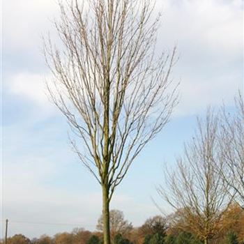 ARSC_Sol_baum_5xv_200-300x40-45x500-700_R_HOE1101_24_11_06_14997.jpg