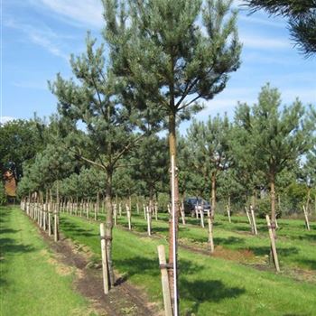 PSTNO_Sol_baum_4xv_100-150x25-30a_G-151_05_09_14_a_wiechmann_40611.jpg